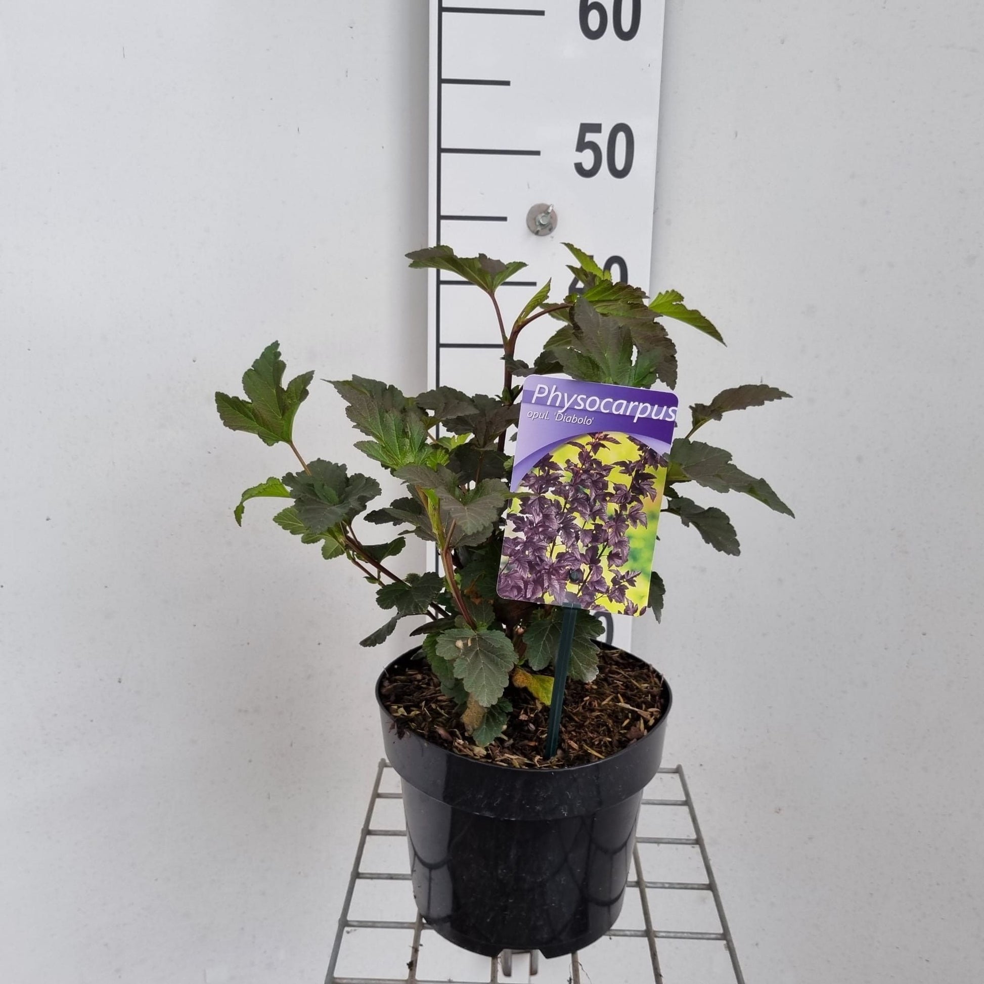 Physocarpus Diabolo 50cm 19cm Pot