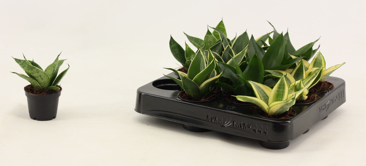 Sansevieria Hahnii 14cm 6cm Pot