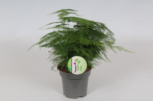 Asparagus setaceus 30cm 9cm Pot