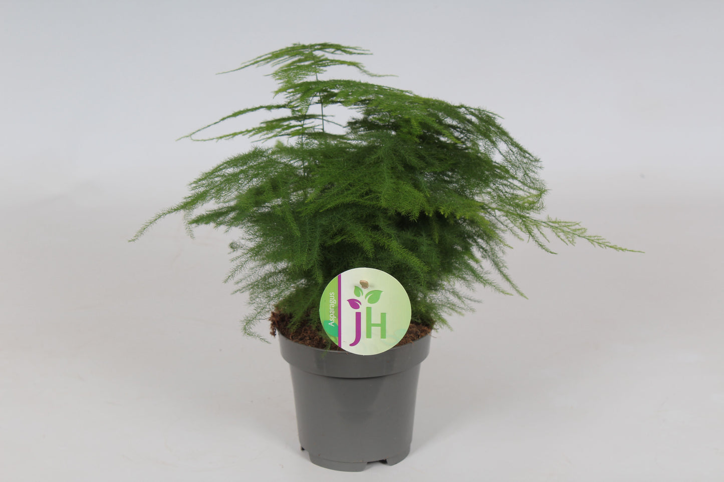 Heijnen Potplanten, J. Asparagus setaceus Pack of 18