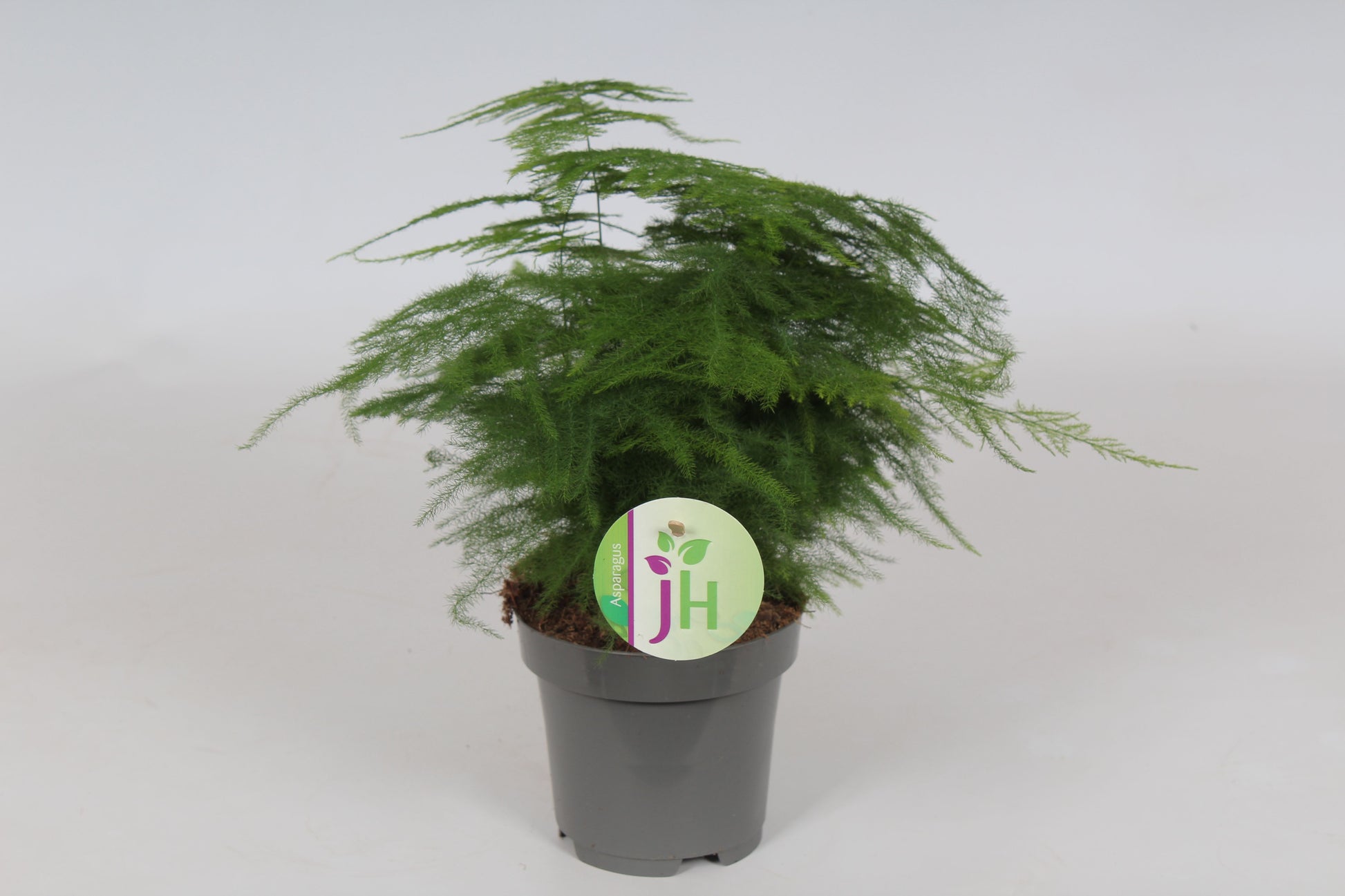 Heijnen Potplanten, J. Asparagus setaceus Pack of 18