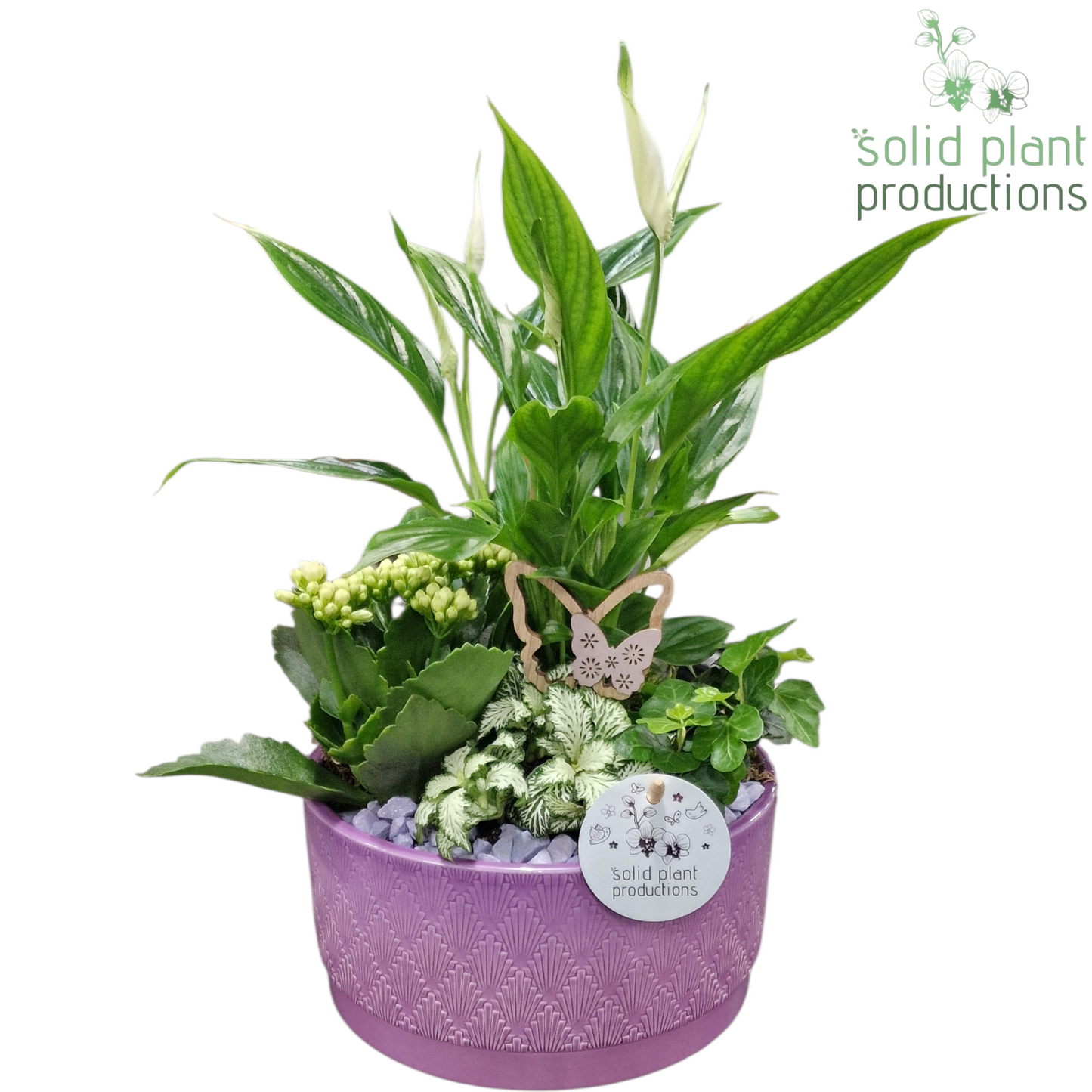 SP003 Loes Lila 35cm 18cm Pot
