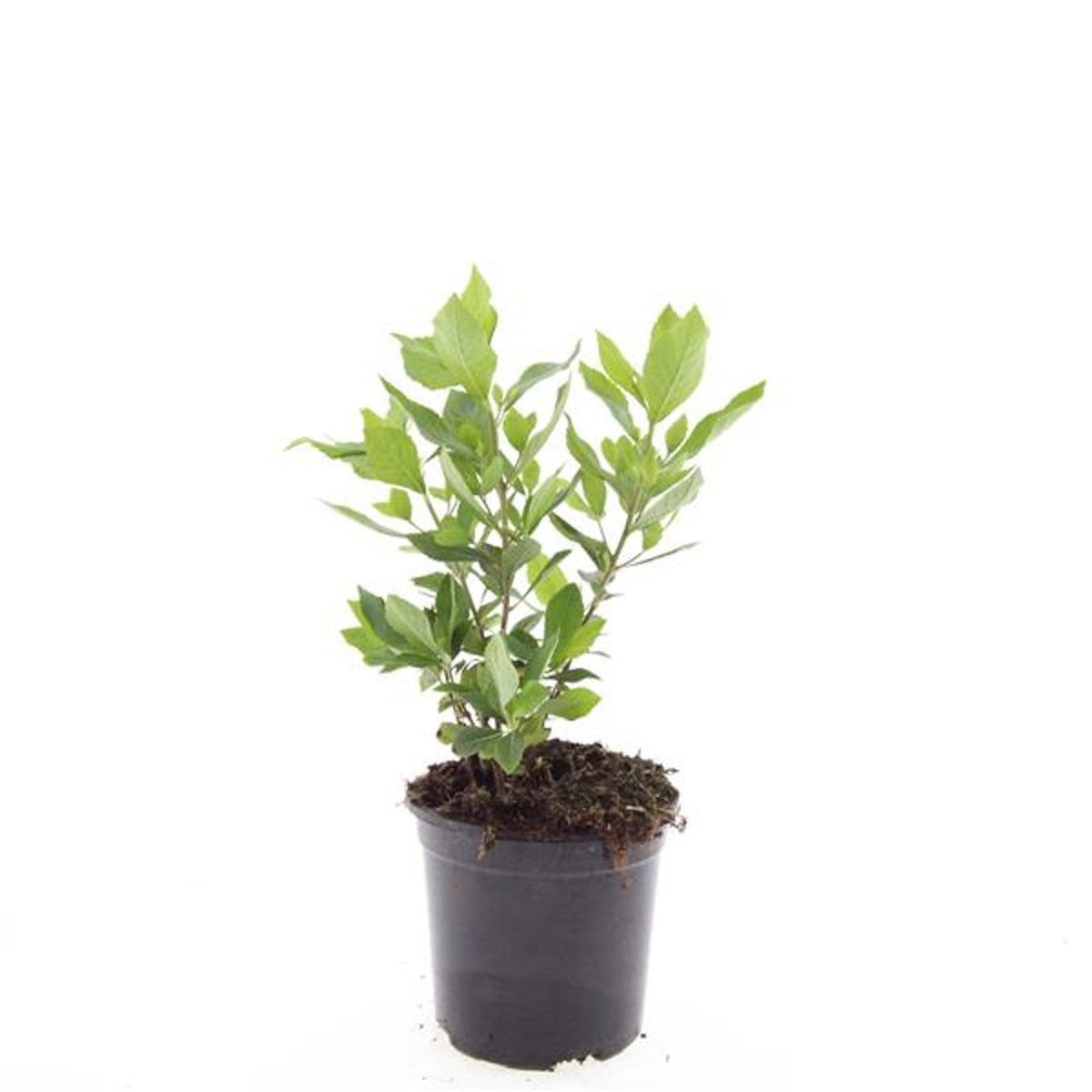Clethra alnifolia 10cm 14cm Pot