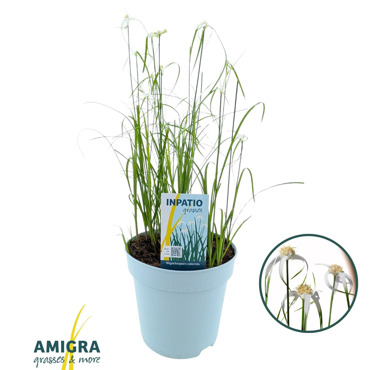 Rhynchospora colorata 47cm 17cm Pot