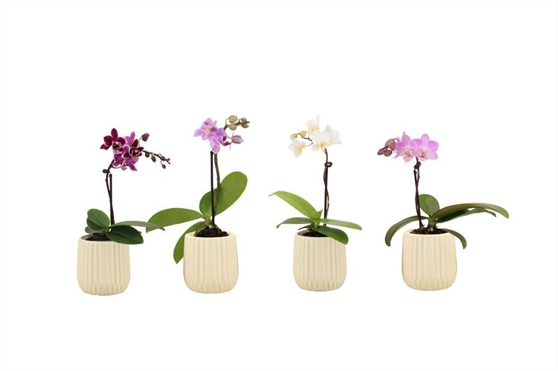 Phalaenopsis hybrid 17cm 6cm Pot