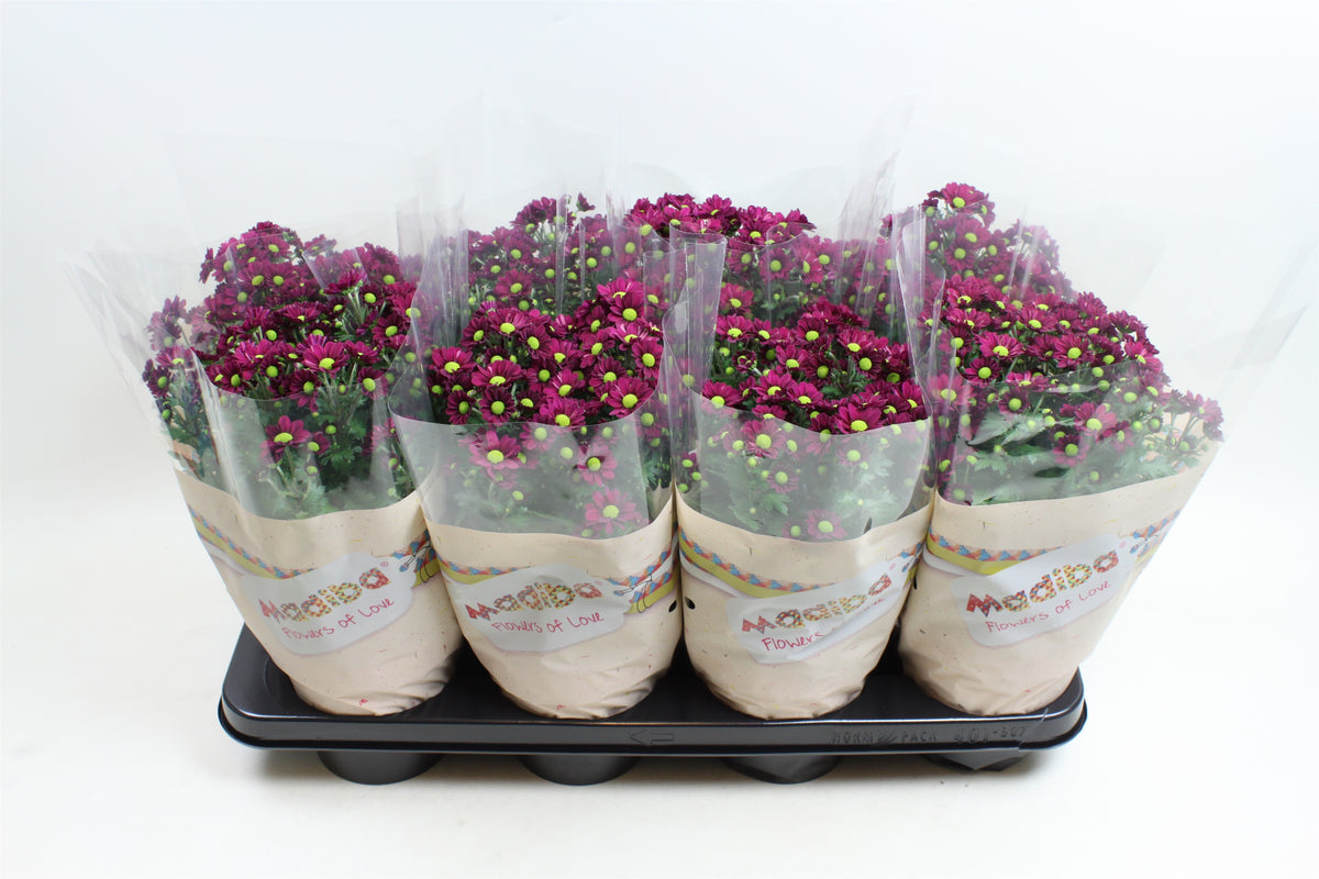 Chrysanthemum Madiba Jombe purple 27cm 14cm Pot