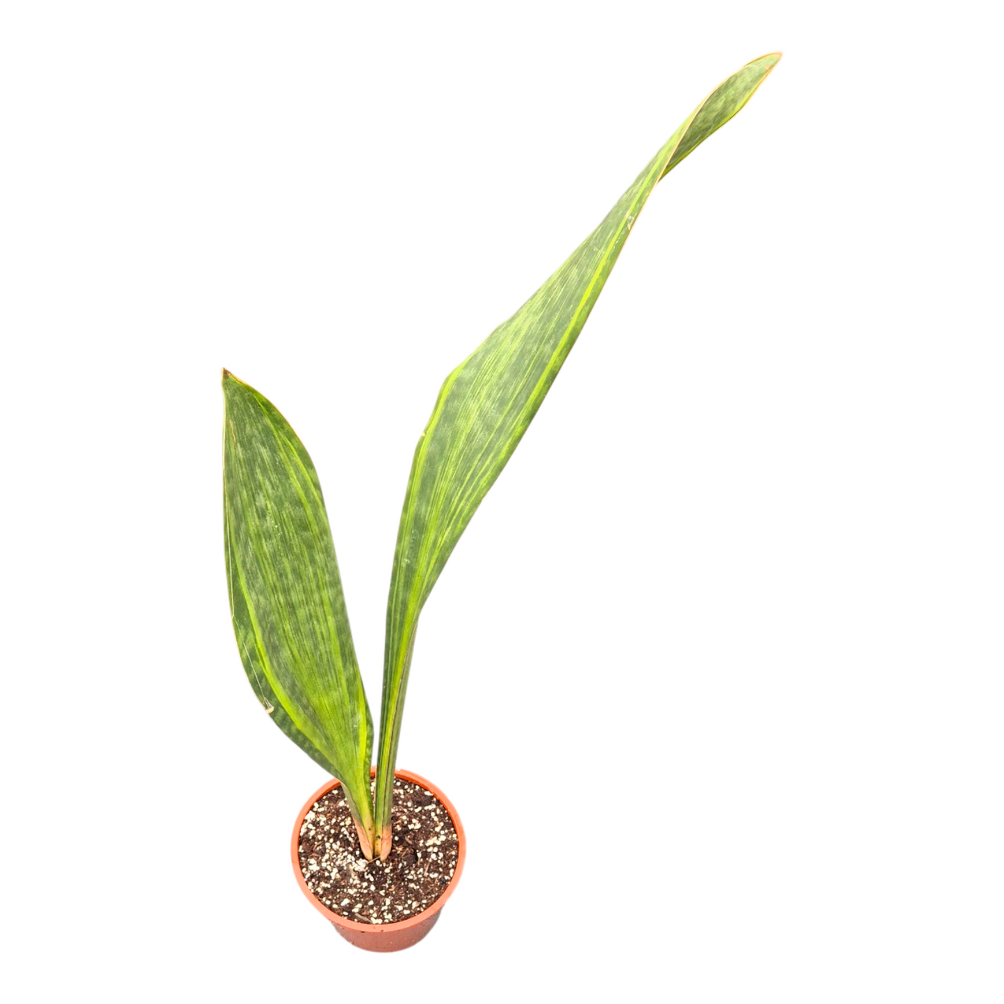 Sansevieria bacularis 80cm 17cm Pot