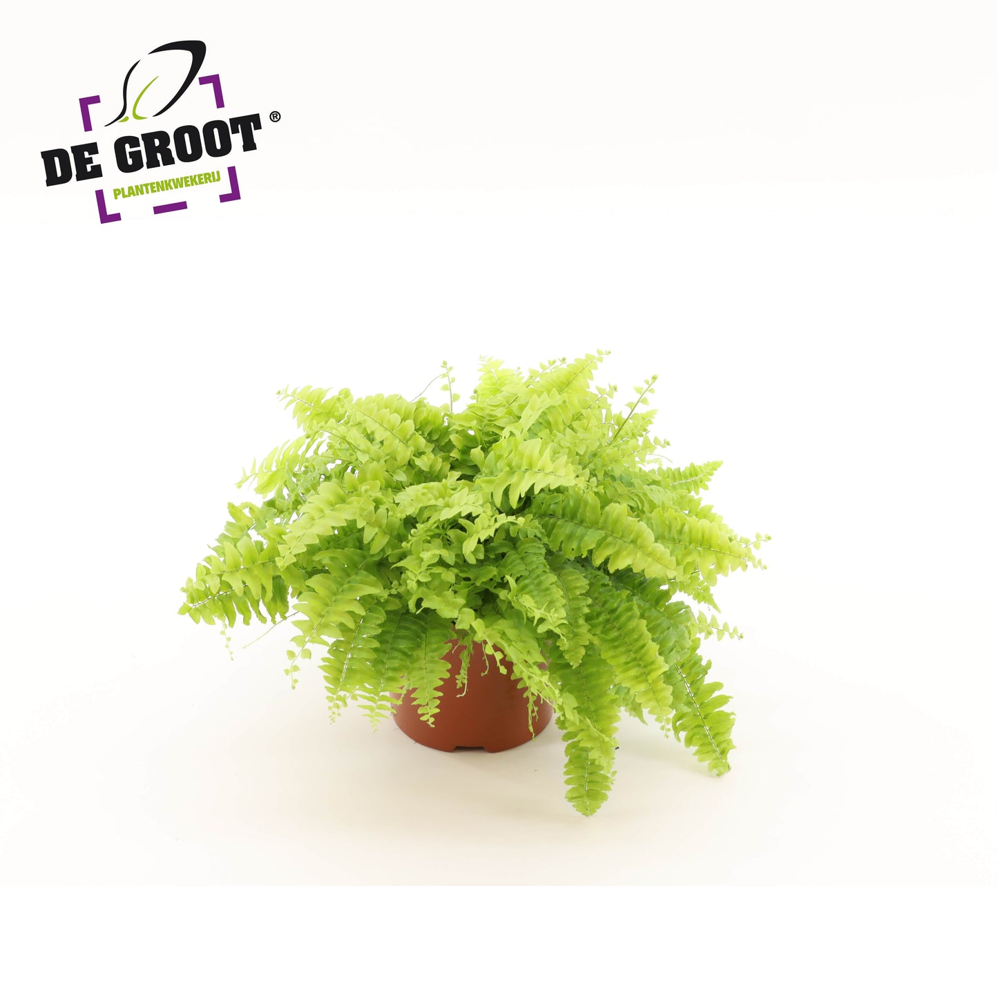 Nephrolepis Boston Blue Bell 27cm 12cm Pot
