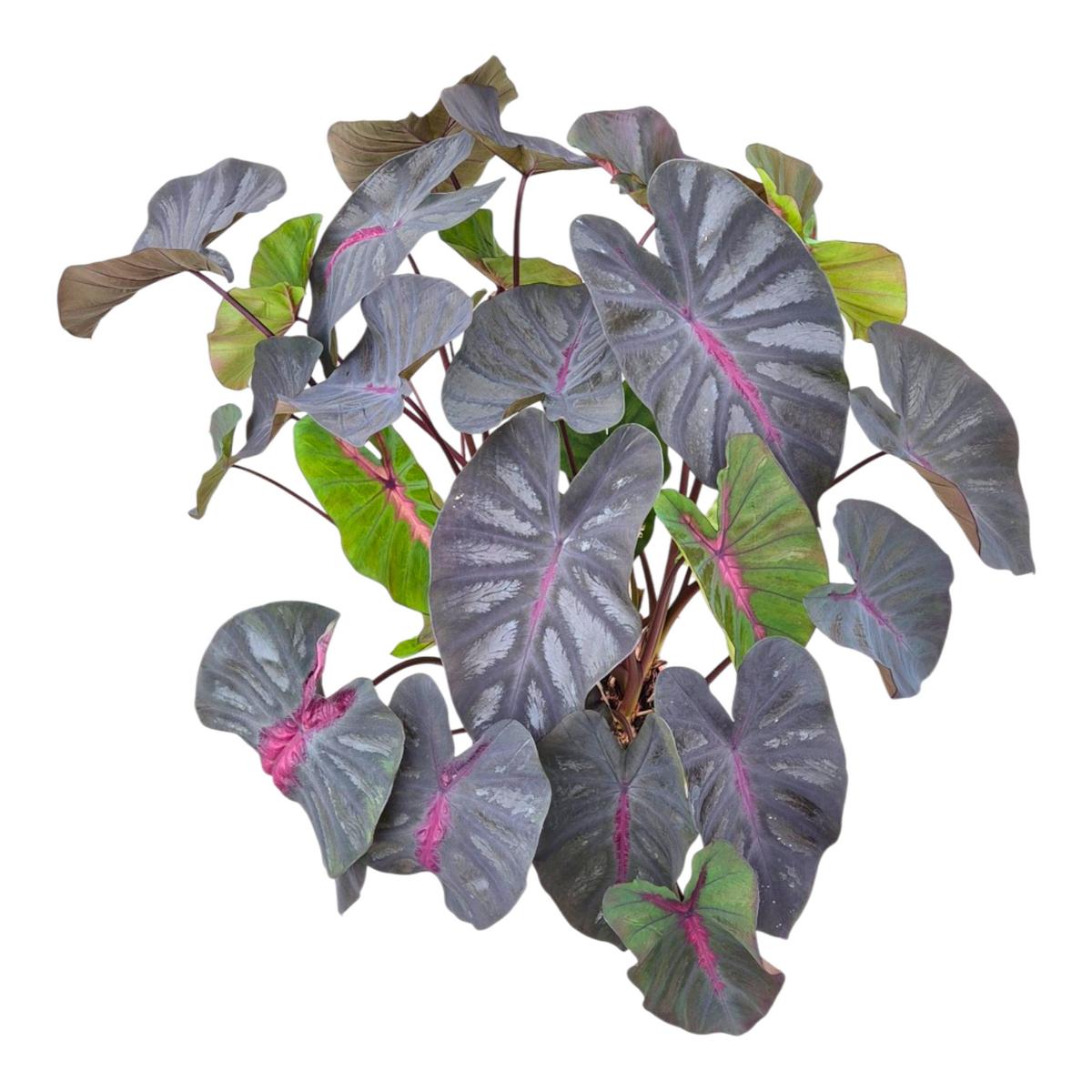 Colocasia Pharaohs Mask 80cm 17cm Pot