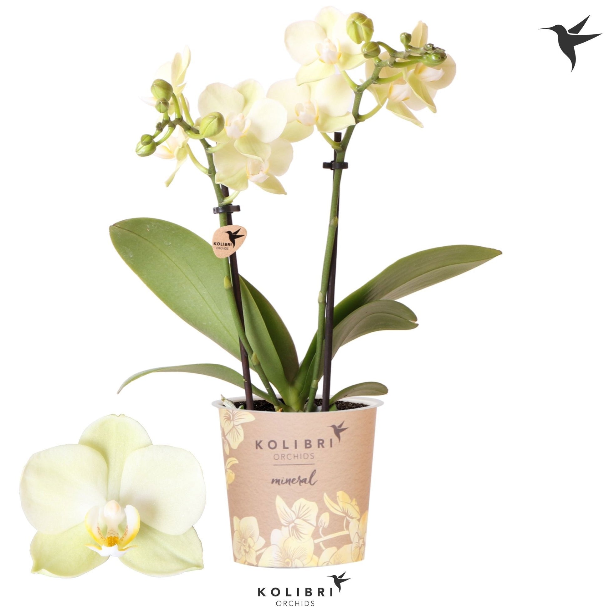 OK Plant Phalaenopsis mf. Golden Story Pack of 12