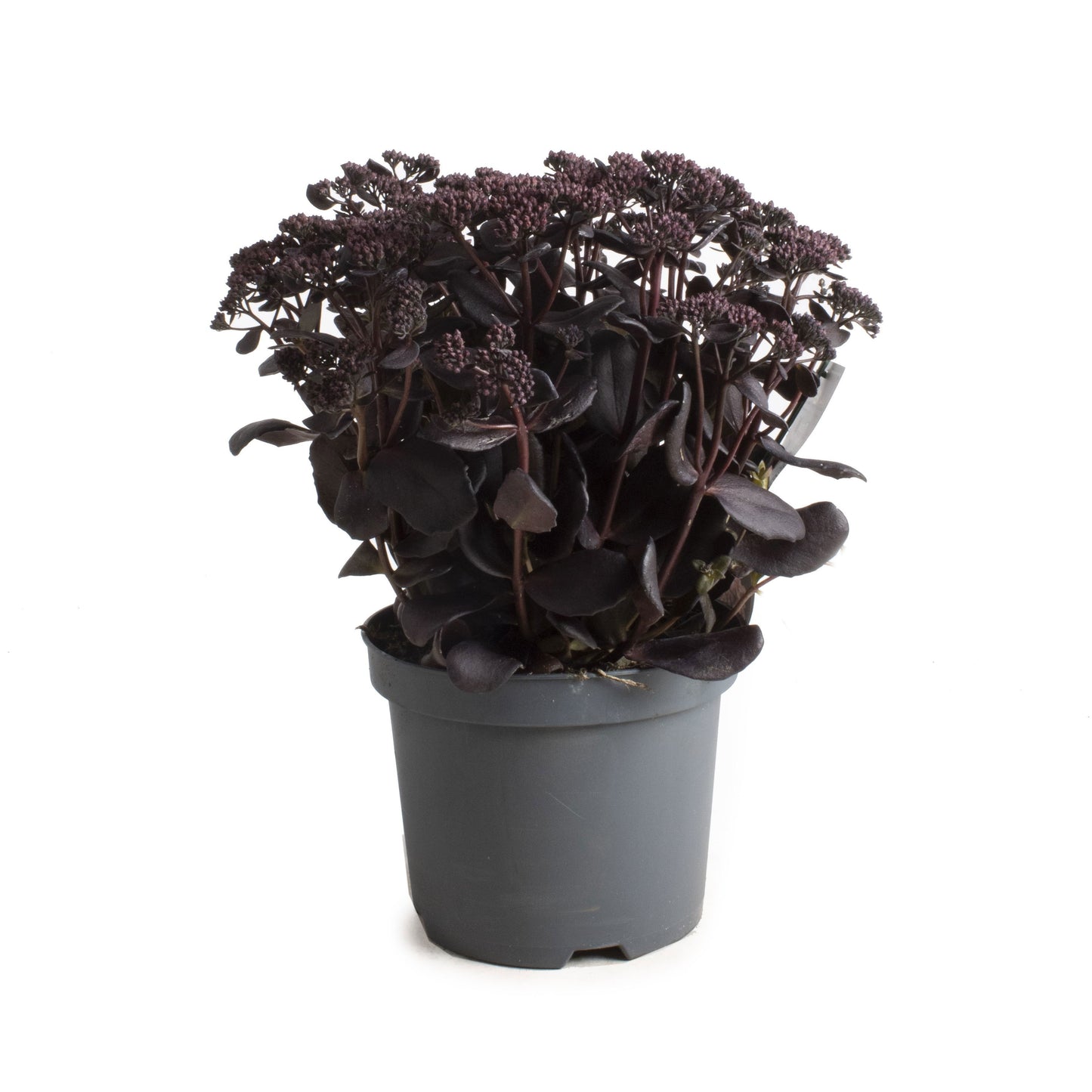 Sedum Black in Black 55cm 19cm Pot