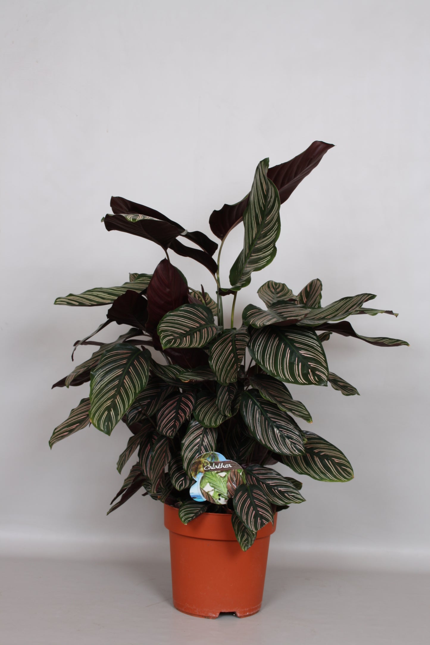 Calathea sanderiana 80cm 24cm Pot