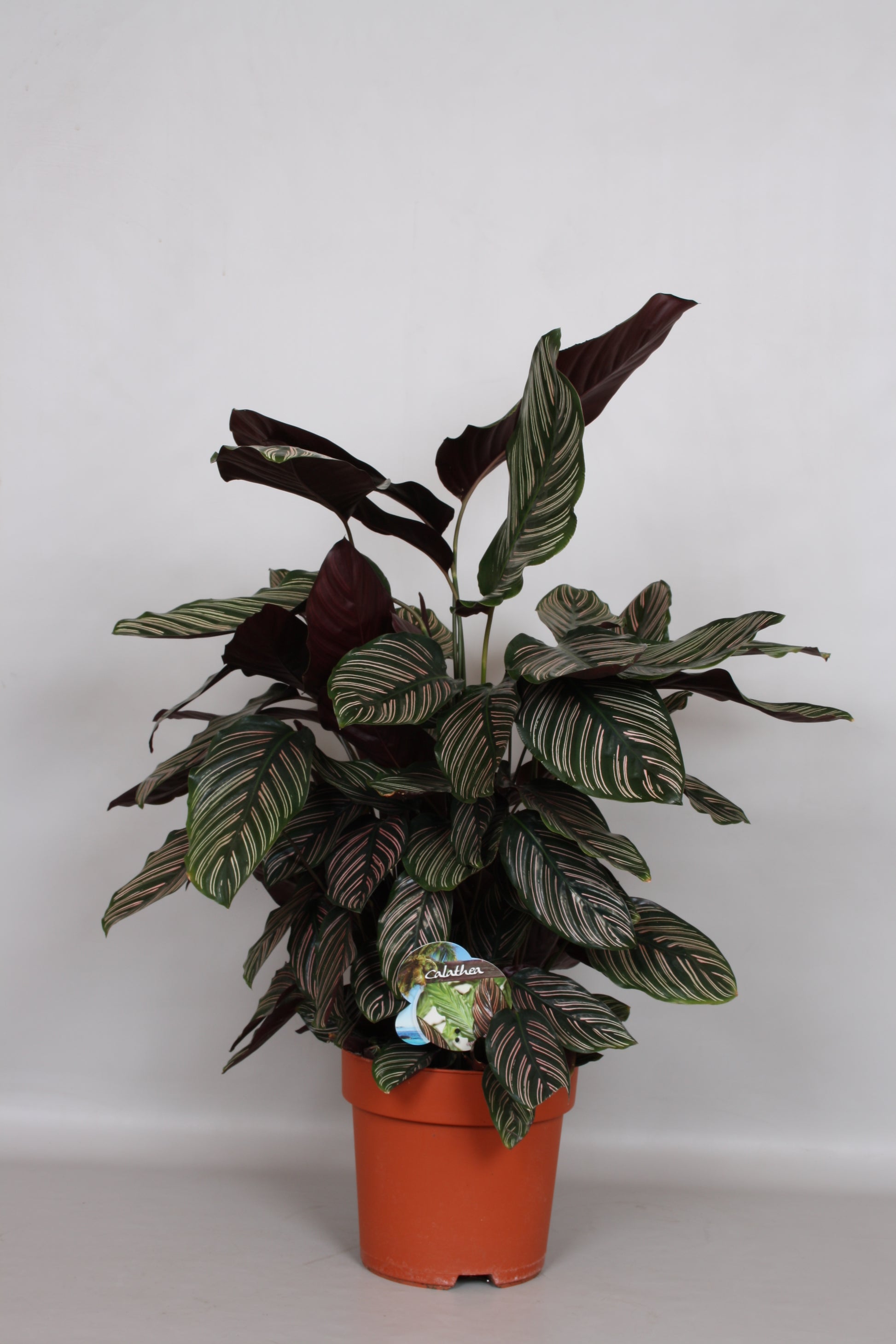 Calathea sanderiana 80cm 24cm Pot
