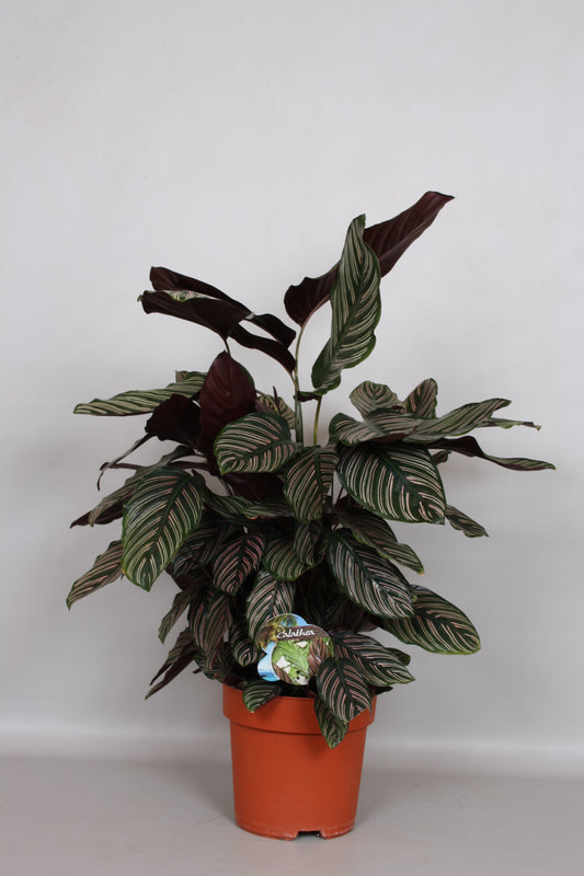 Calathea sanderiana 80cm 24cm Pot