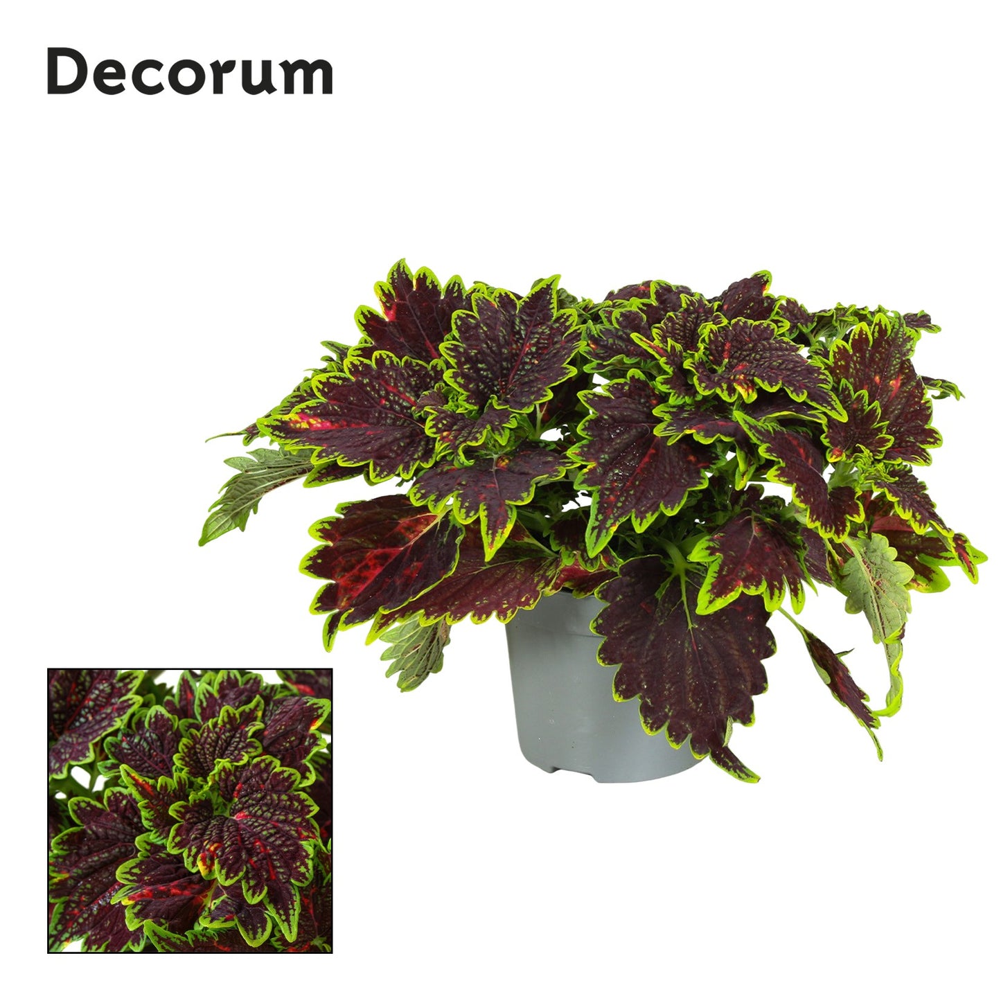 Coleus blu. Main Street Bourbon Street 20cm 13cm Pot