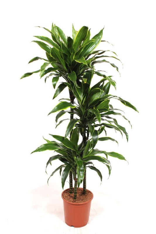 Dracaena frag. Arturo 170cm 24cm Pot