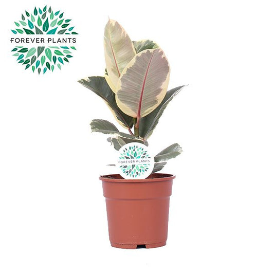 Ficus Tineke 50cm 17cm Pot