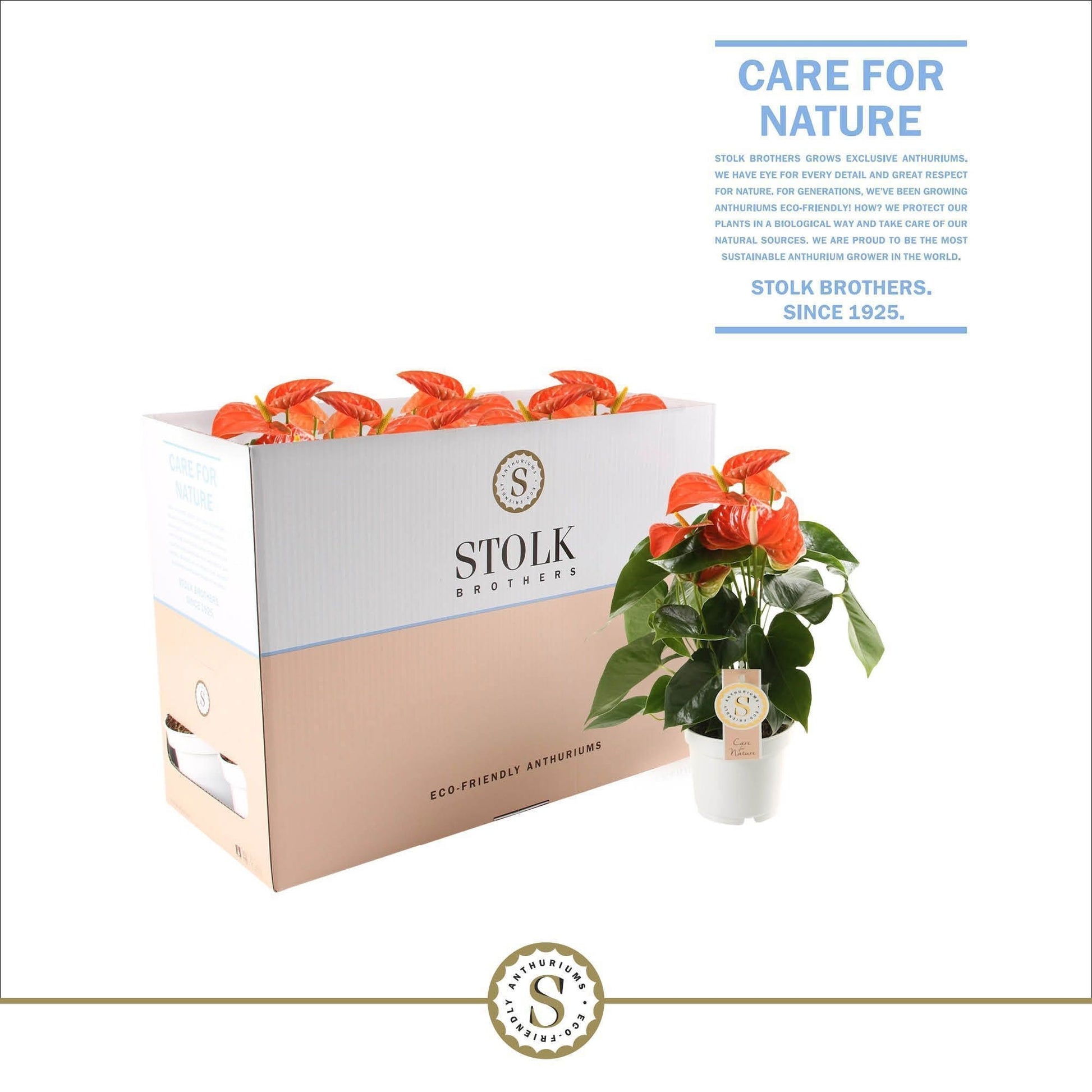 Stolk Brothers BV Anthurium Orange Champion Pack of 10
