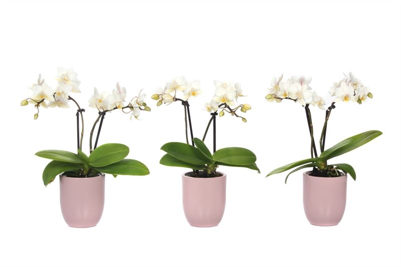 Phalaenopsis hybrid 17cm 6cm Pot