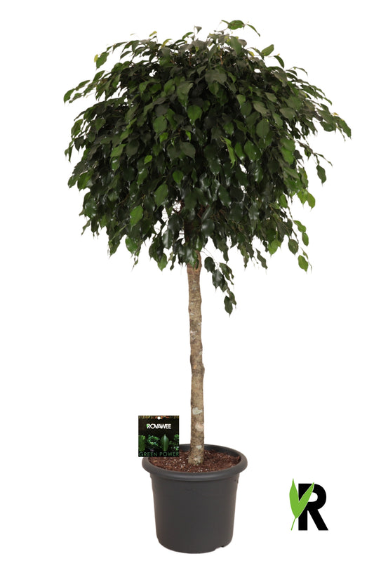 Ficus benjamina Danielle 180cm 40cm Pot