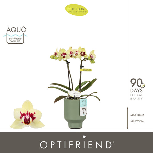 Phalaenopsis yellow 25cm 7cm Pot