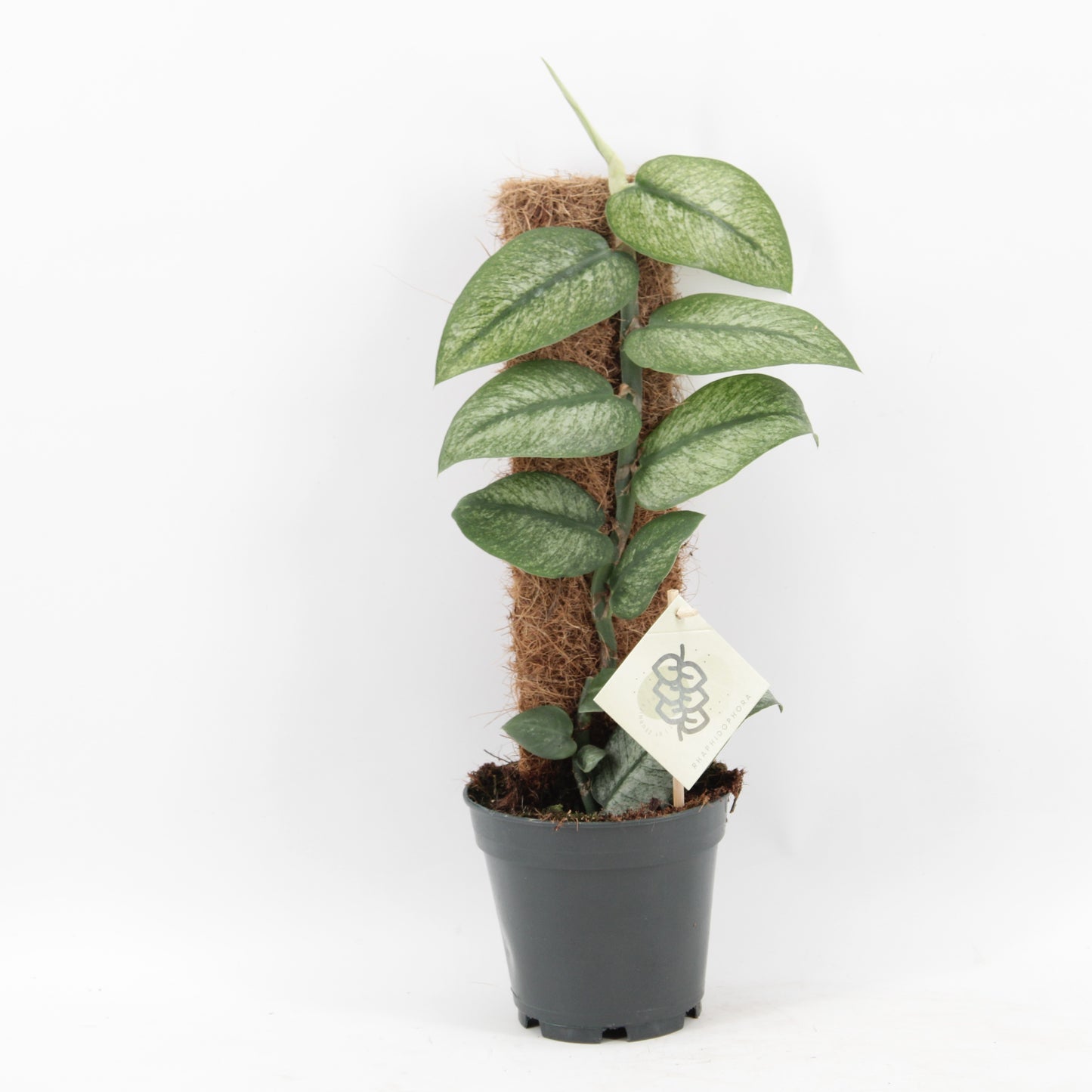 groene planten overig 46cm 14cm Pot