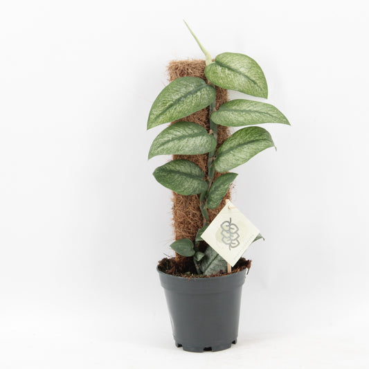 groene planten overig 46cm 14cm Pot