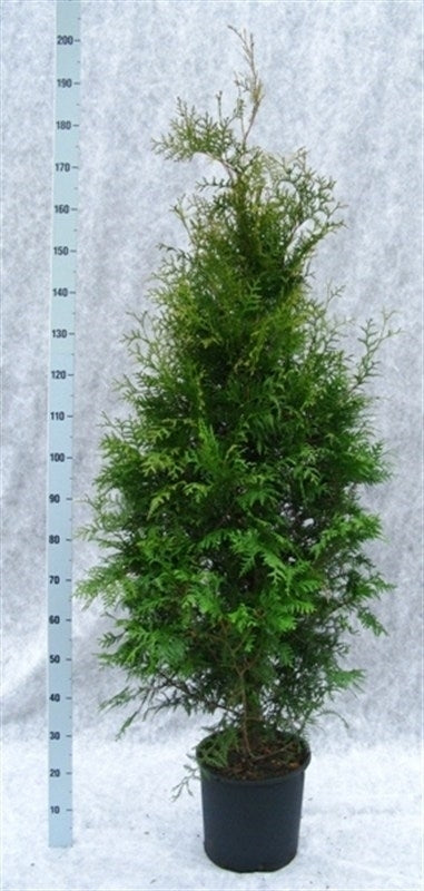 Thuja occidentalis Brabant 210cm 33cm Pot