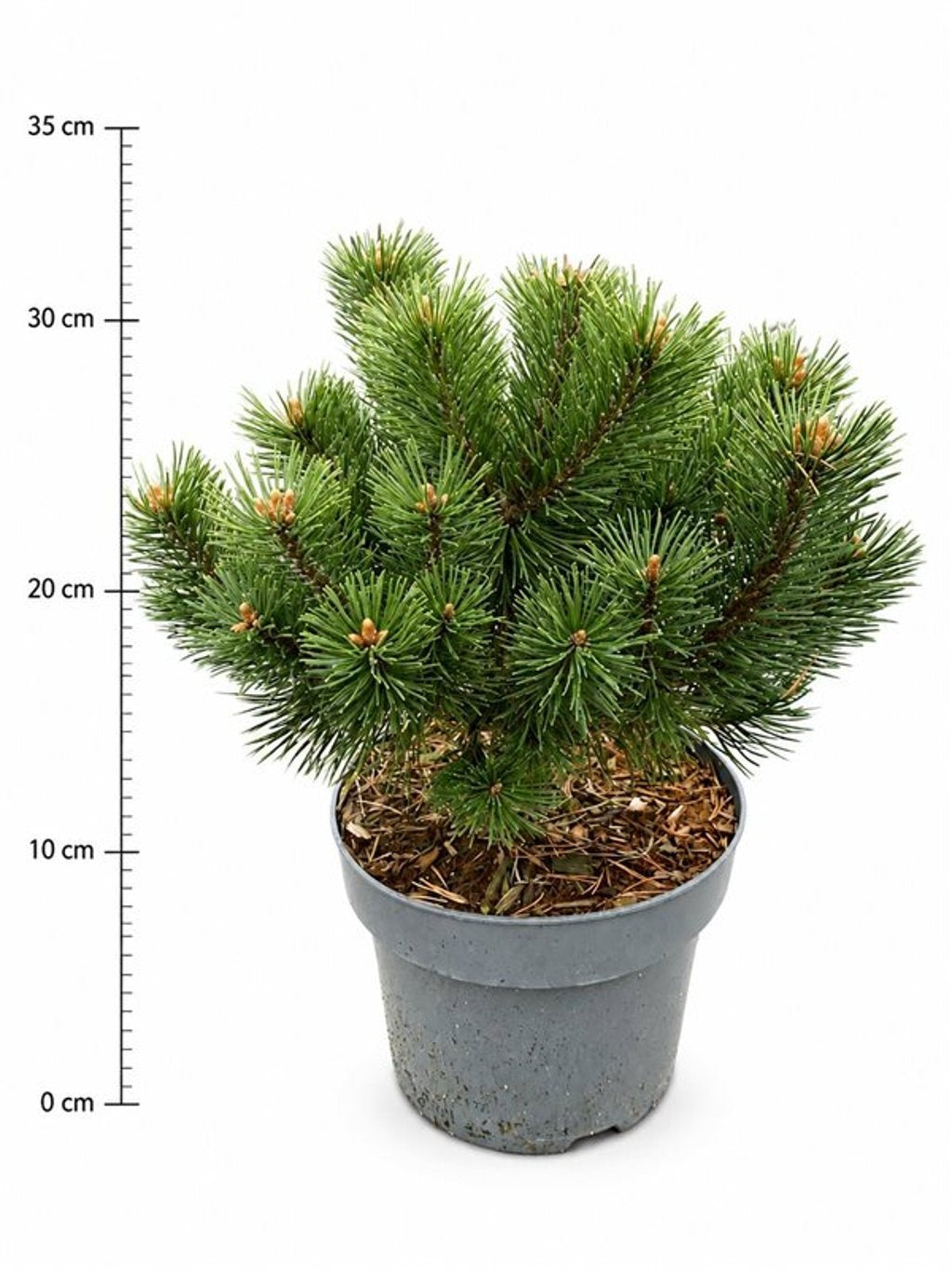 Pinus mugo Mumpitz 50cm 23cm Pot