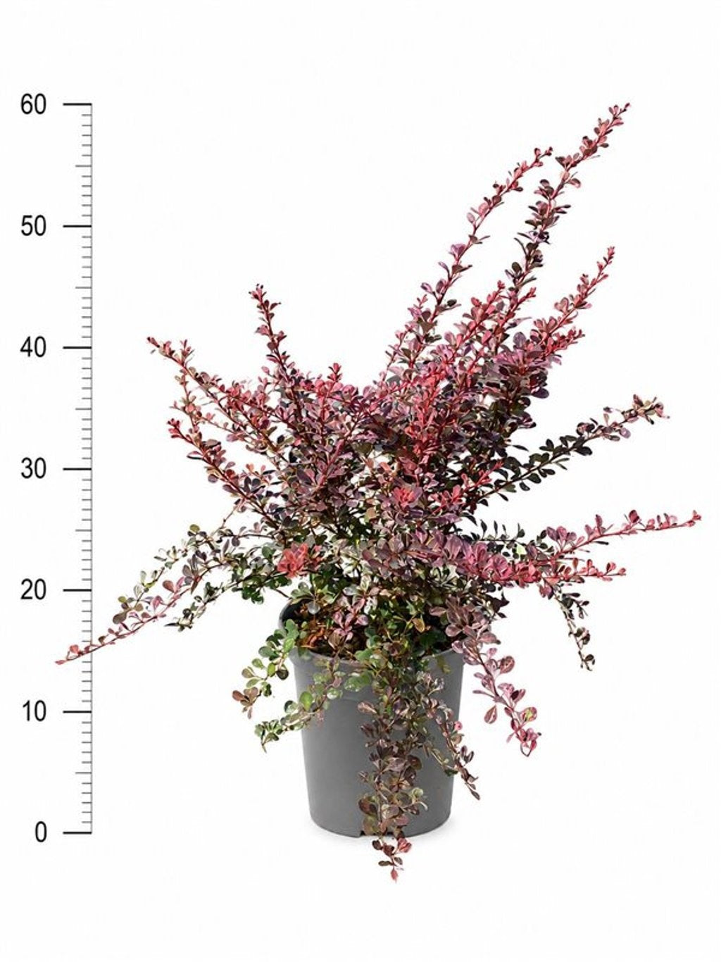 Bloemenkampen BV, Hkw. de Berberis thunbergii Rose Glow Pack of 1