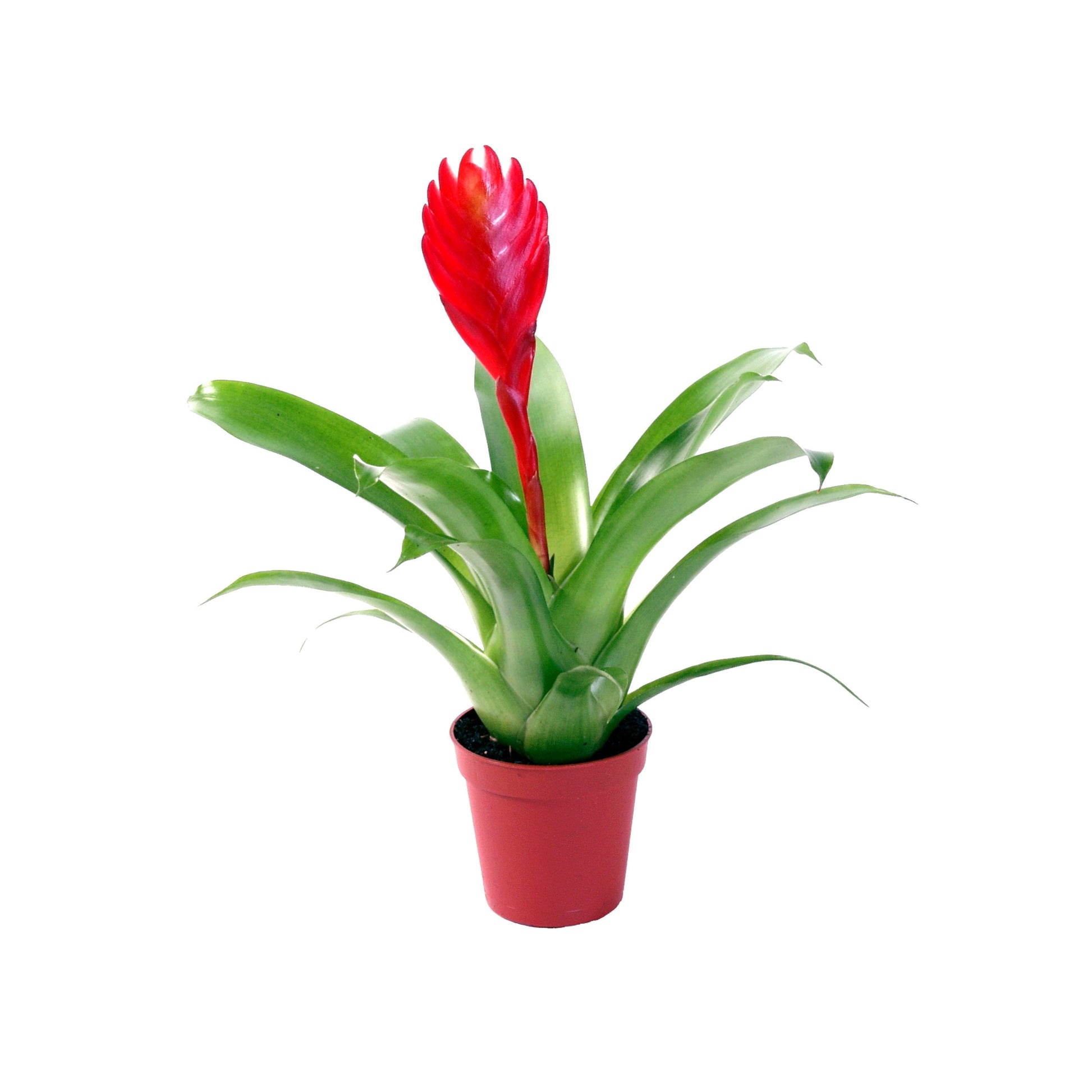 Vriesea Christiane 15cm 5.5cm Pot