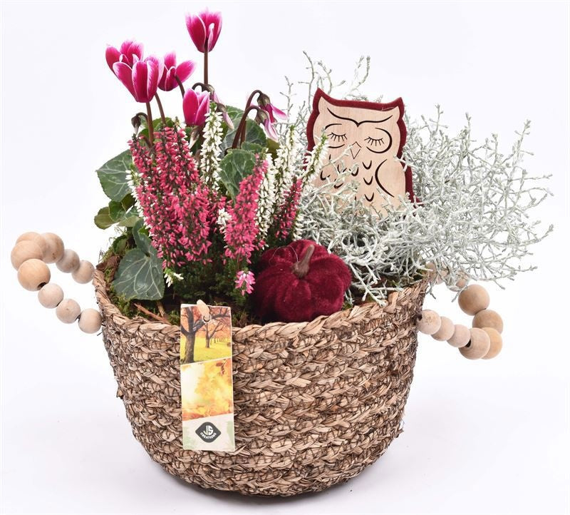 Outdoor arrangement 20cm Pot
