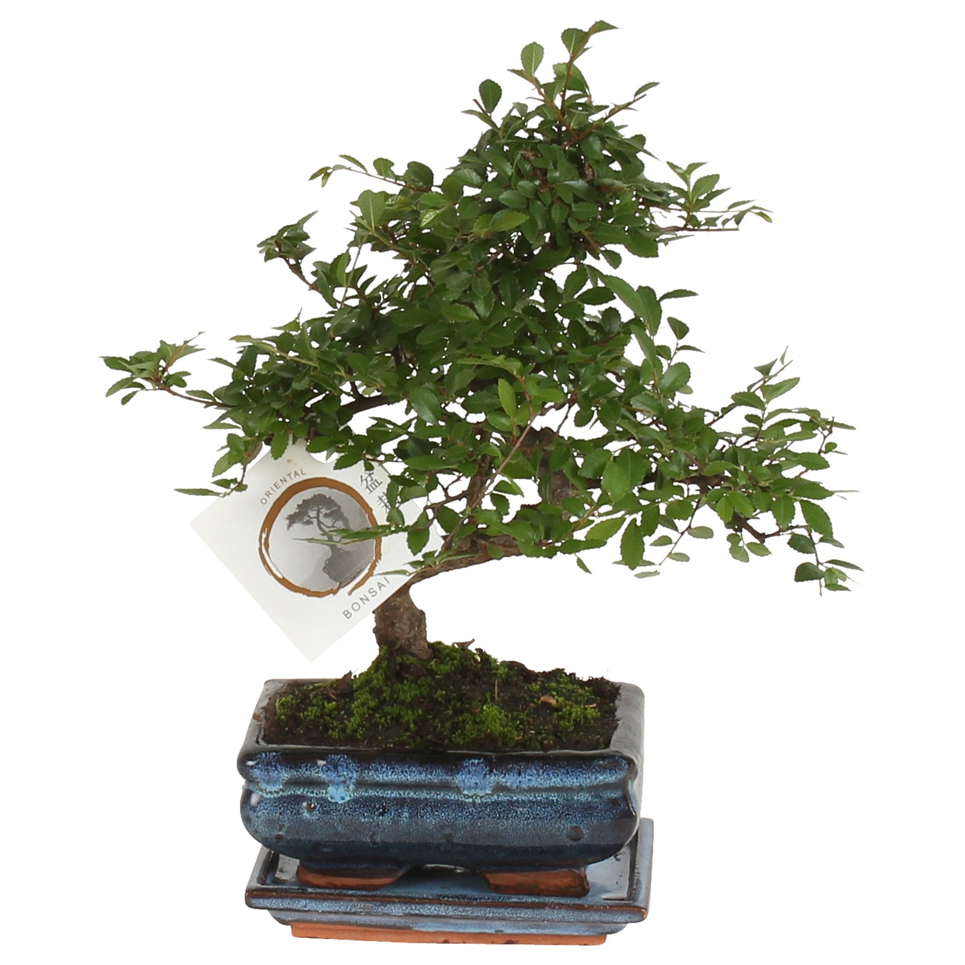 Zelkova sp. Bonsai 20cm 15cm Pot