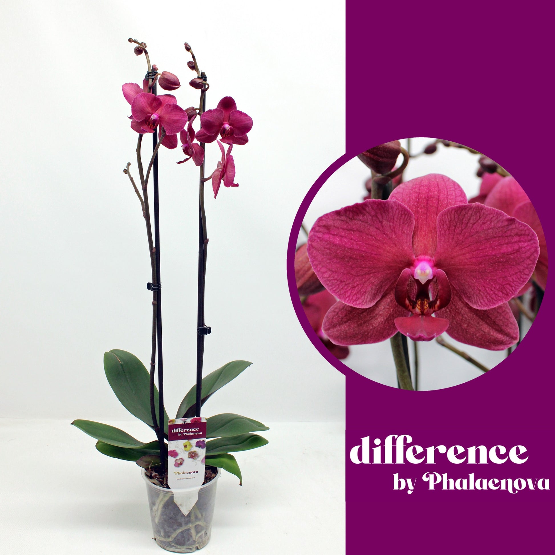 Phalaenopsis Bohemian Pavarotti 70cm 12cm Pot