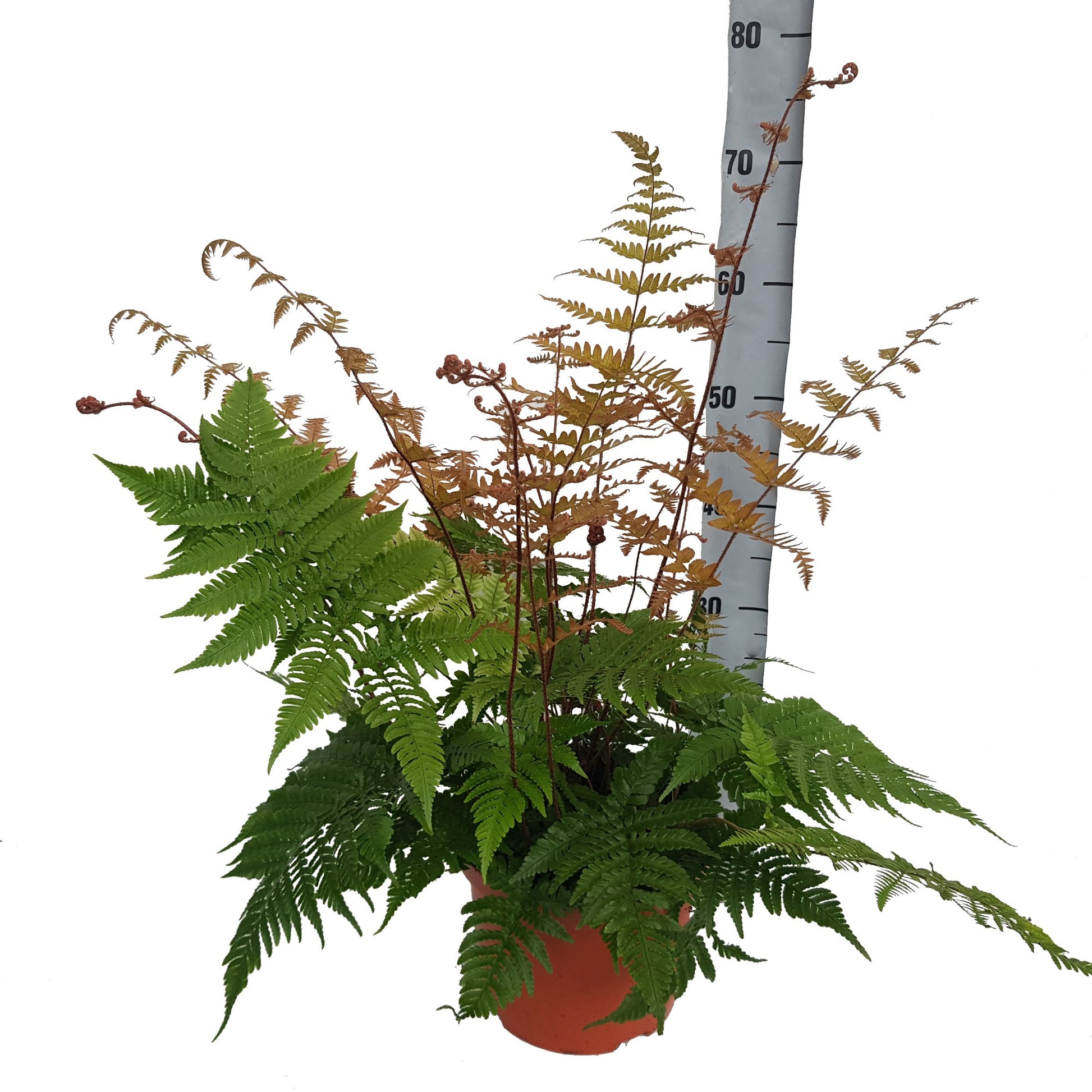 Dryopteris erythrosora 45cm 24cm Pot