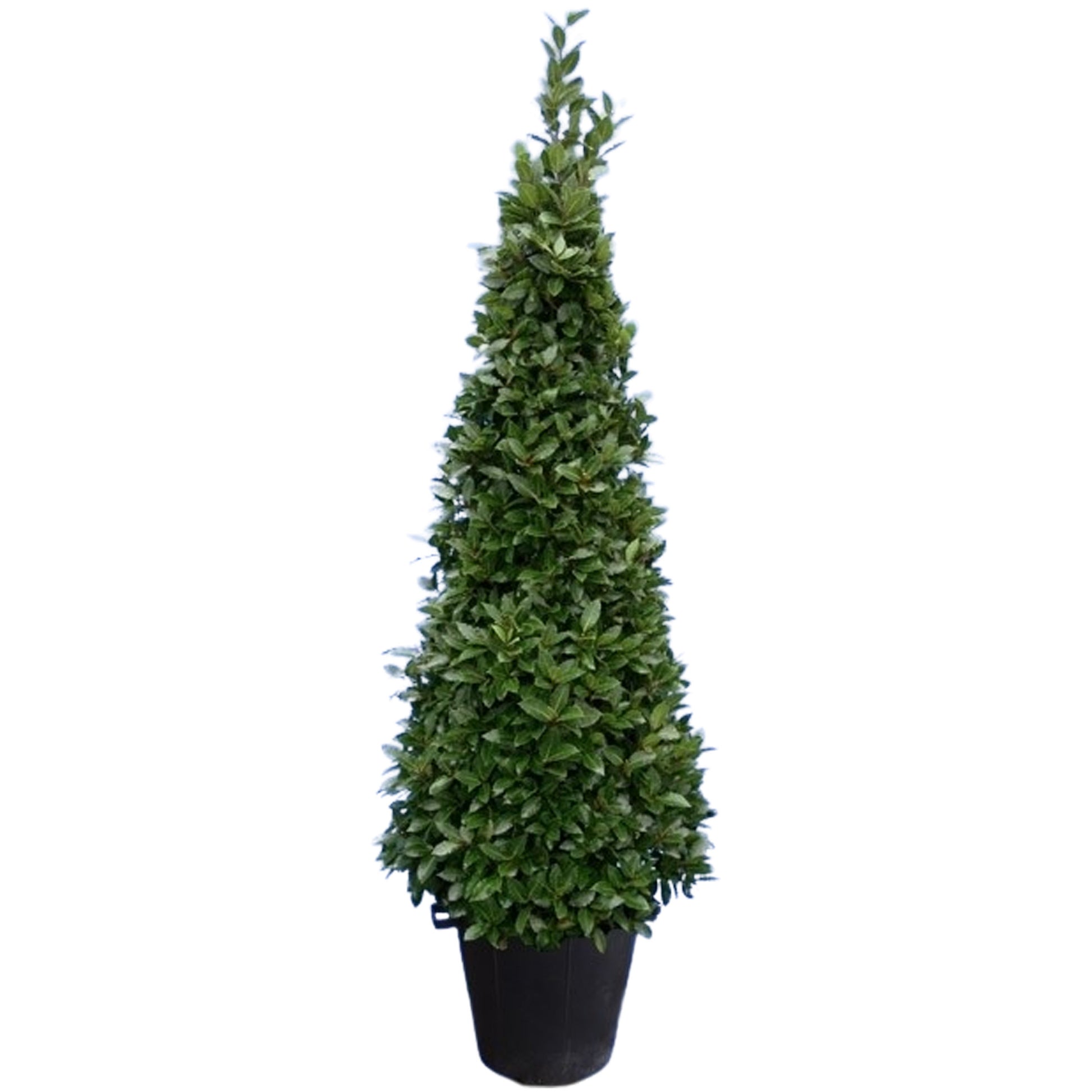 Laurus nobilis 220cm 40cm Pot