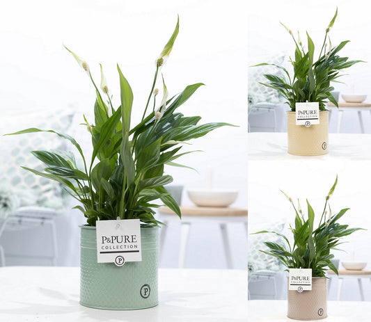 Spathiphyllum hybrid 35cm 12cm Pot