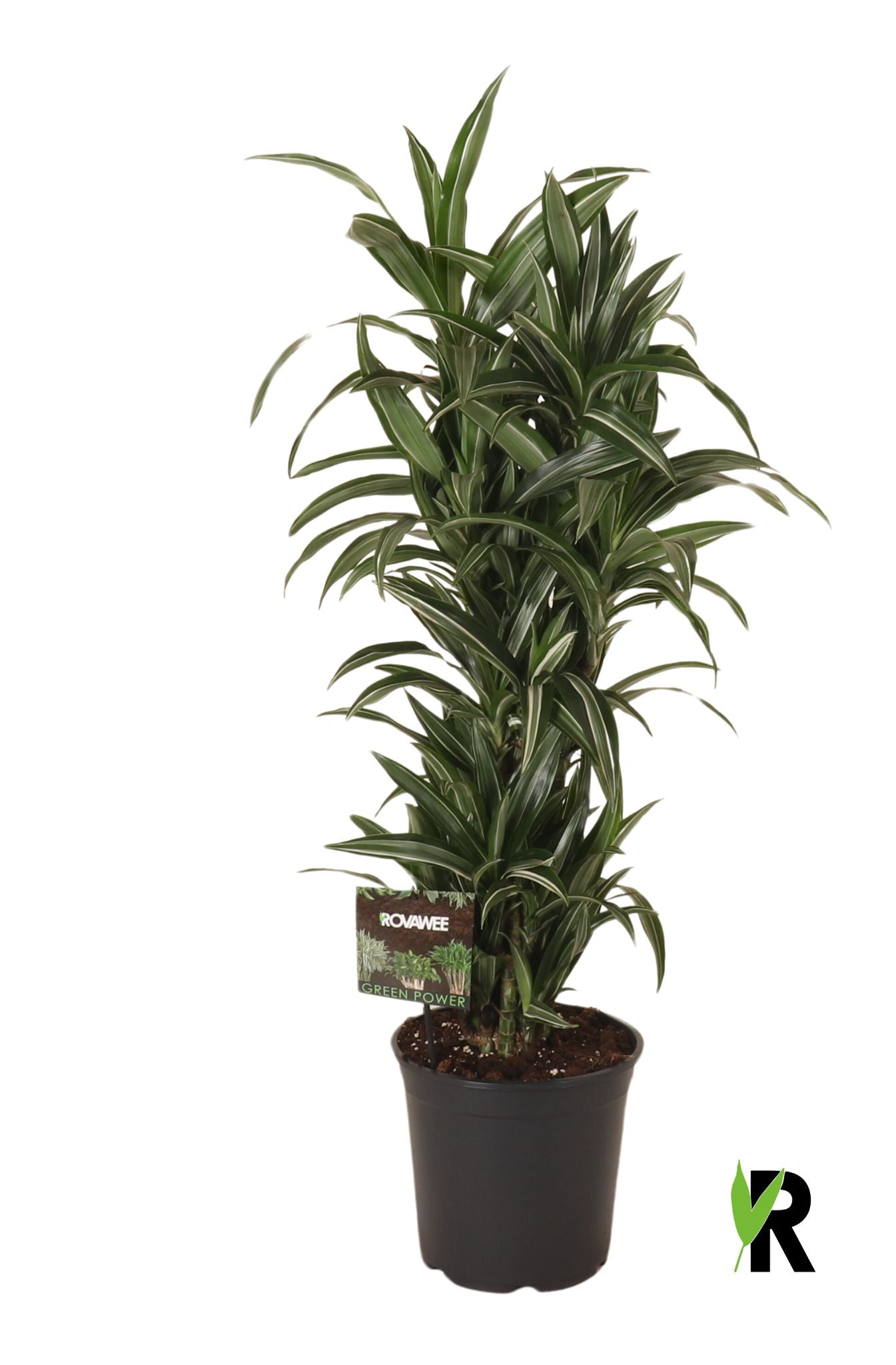 Dracaena frag. Ulises 120cm 27cm Pot
