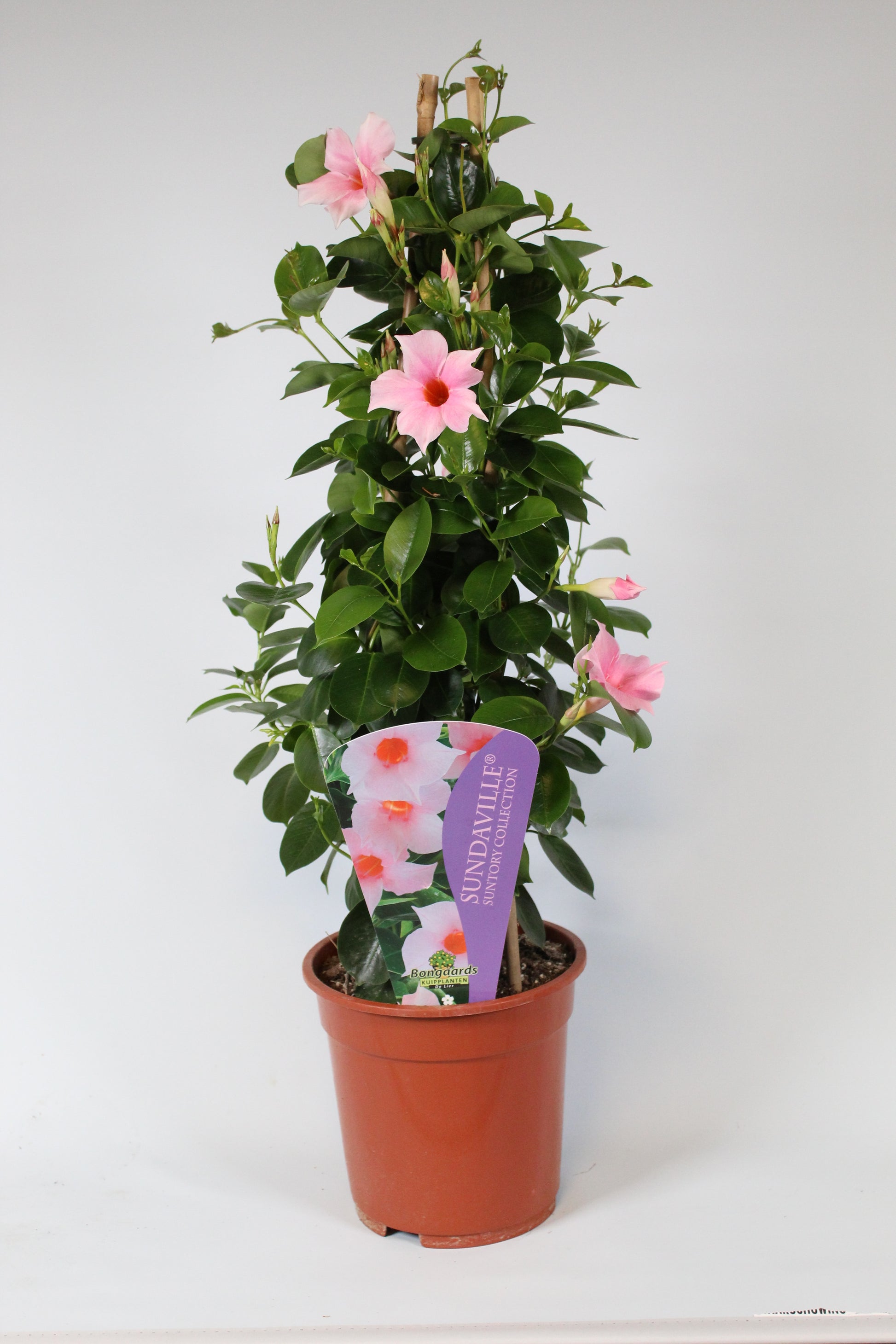 Mandevilla Cream Pink 75cm 19cm Pot