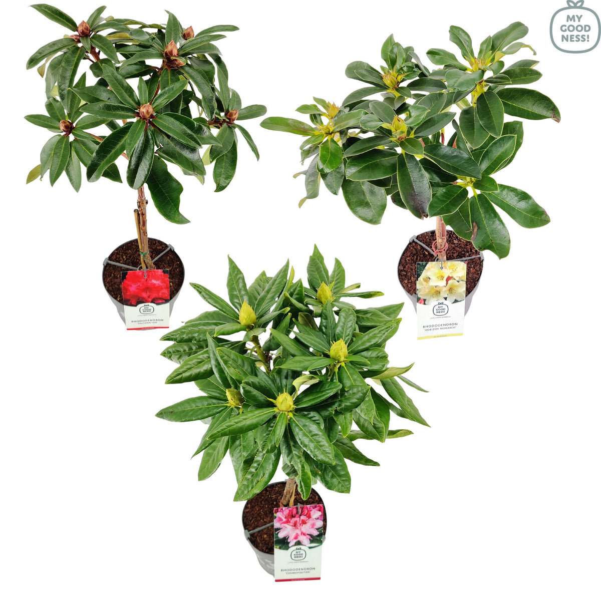 Rhododendron mix 75cm 19cm Pot