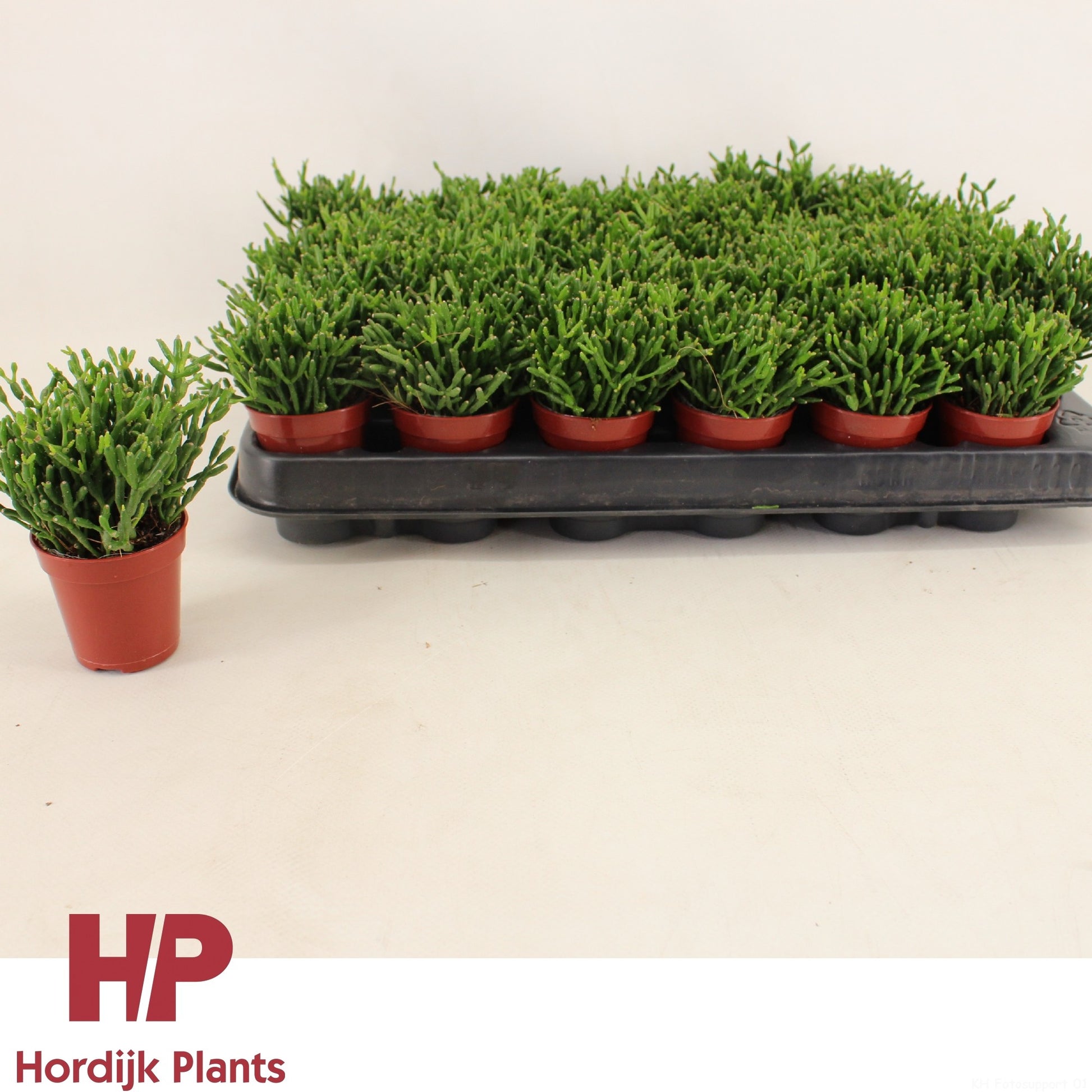 Hordijk Plants Hatiora Pack of 30