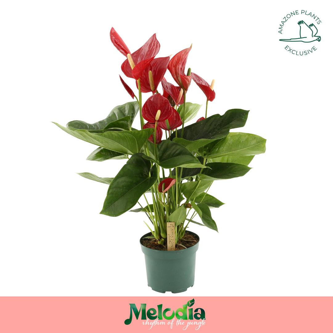 Amazoneplants BV Anthurium Melodia Red Pack of 6
