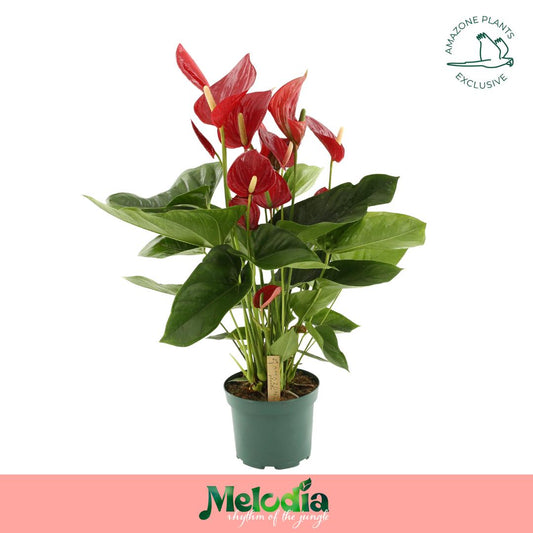 Anthurium Melodia 65cm 17cm Pot