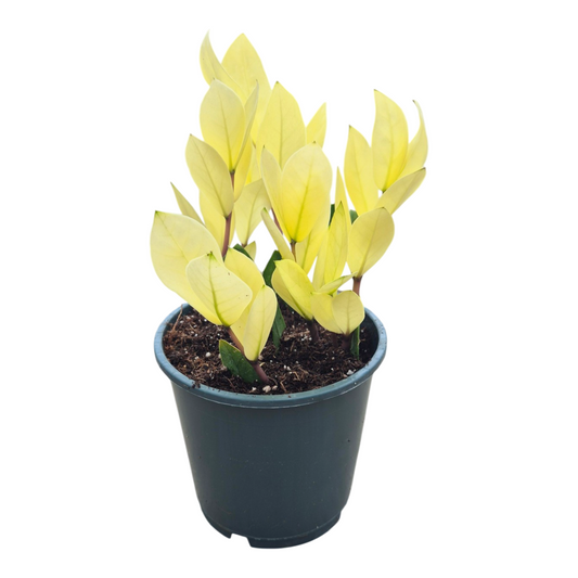Zamioculcas Chameleon 25cm 14cm Pot