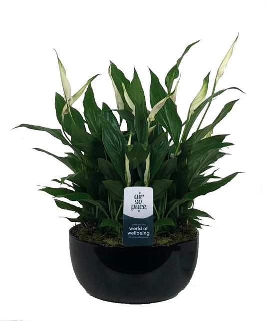 Spathiphyllum Pearl Cupido 35cm 20cm Pot