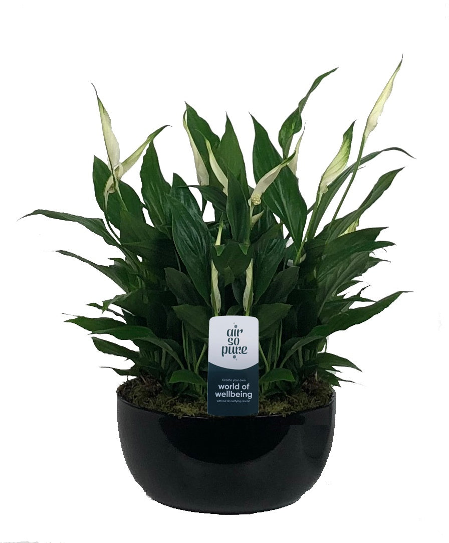Spathiphyllum Pearl Cupido 35cm 20cm Pot