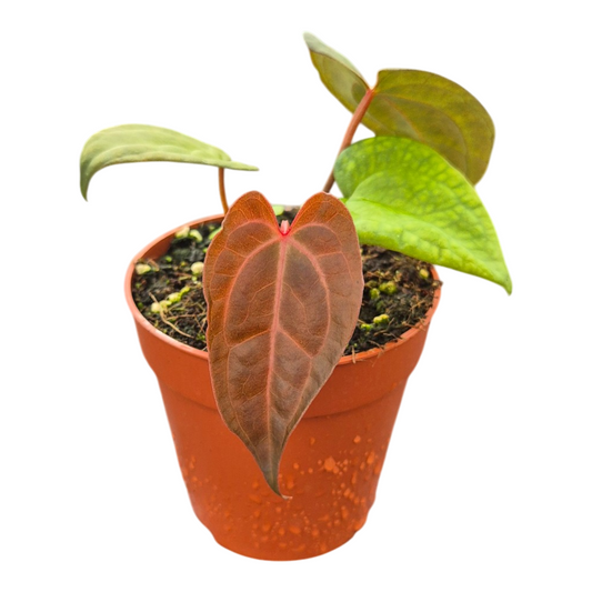 Anthurium andraeanum 25cm 9cm Pot