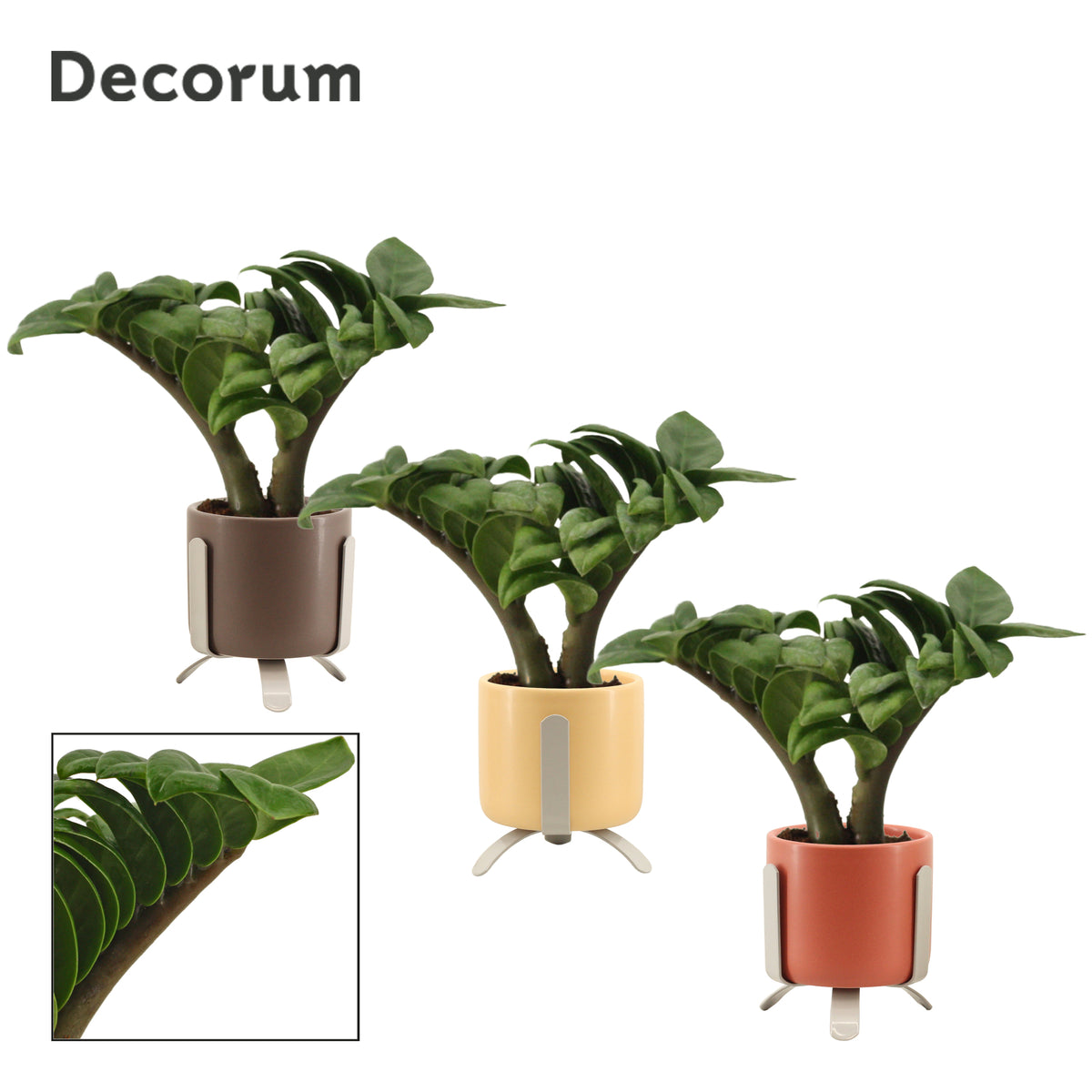 Zamioculcas Zenzi 16cm 6cm Pot