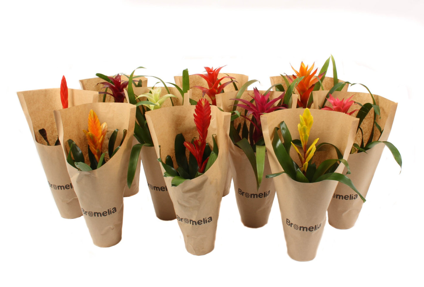 Bromelia mix 40cm 12cm Pot