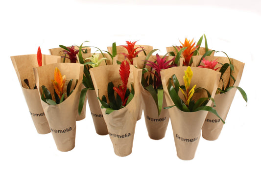 Bromelia mix 40cm 12cm Pot